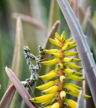 praying mantis on yellow cactus flower on the Spanish island Tenerife