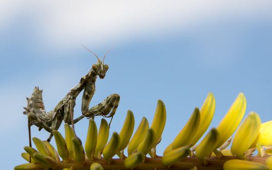 praying mantis on yellow cactus flower on the Spanish island Tenerife
