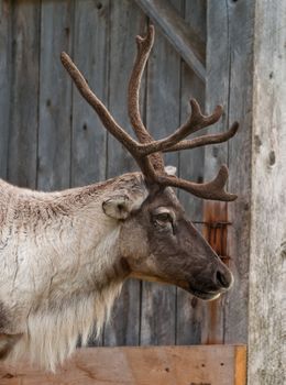Caribou head with nice antler, close up a