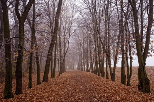 November fog in park