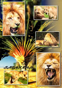 Photo montage about African savannah