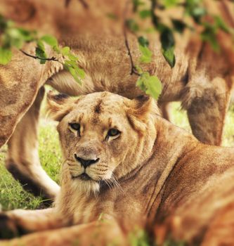 Lioness resting in the bush