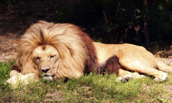 Lion resting on the grass