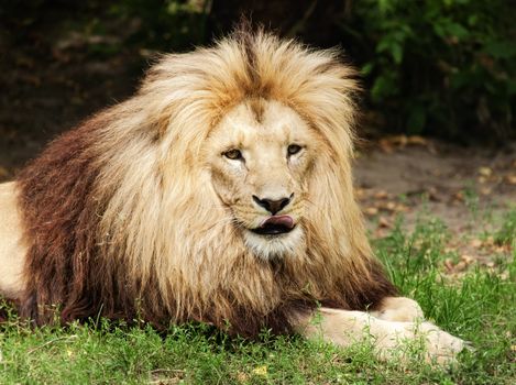 Lion resting on the grass with his tongue out