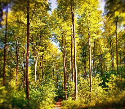 Beech forest