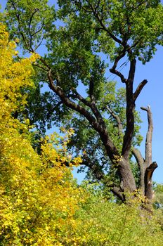 Ancient oak tree called "Jana Stanki" supported by ropes growing in Wroclaw, Poland. It is 400 years old.