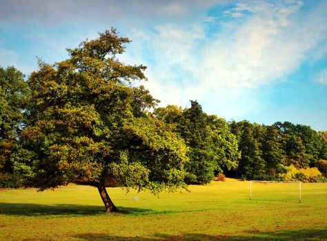 Ancient oak tree growing in Wroclaw, Poland