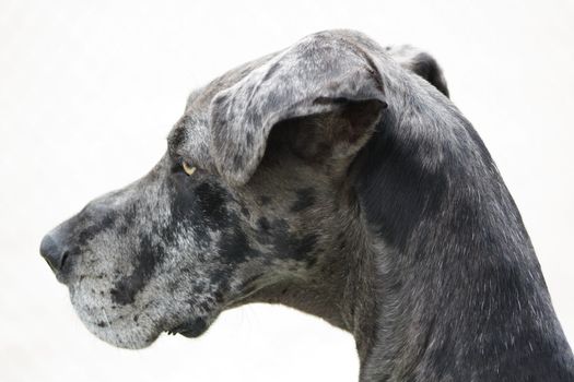 Isolated Grand Dane Profile