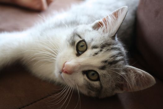 Adorable kitten on couch looking the camera