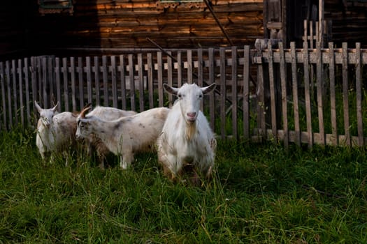 Four white goats in front of a village house
