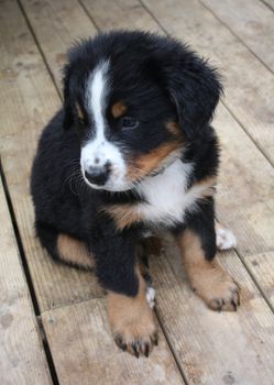 Adorable Puppy Bernese Mountain Dog