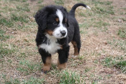 Adorable Puppy Bernese Mountain Dog on Grass