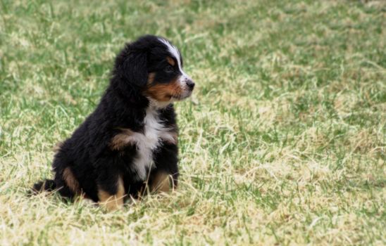 Adorable Puppy Bernese Mountain Dog on Grass