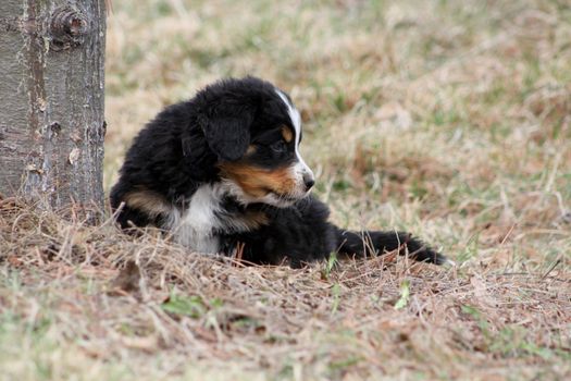 Adorable Puppy Bernese Mountain Dog on Grass