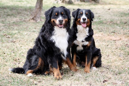 Bernese Mountain Dog Couple Sitting on Grass