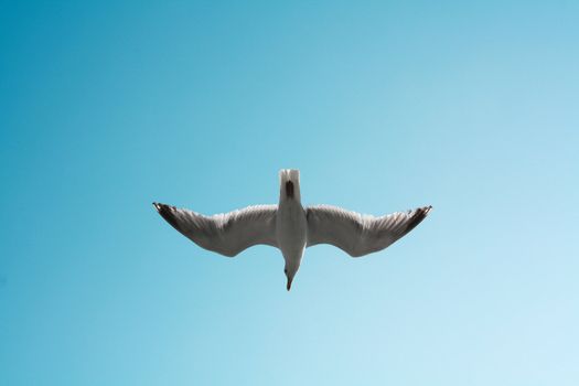 Flying Bird in Blue Sky