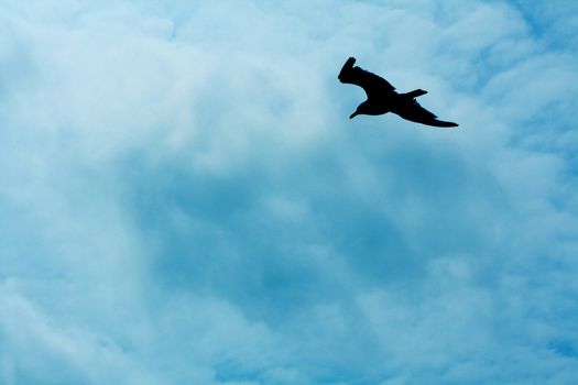 Flying Bird in Cloudy Blue Sky