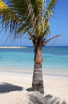 Palm on a Tropical Beach