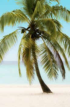 Palm Tree on a Tropical Beach