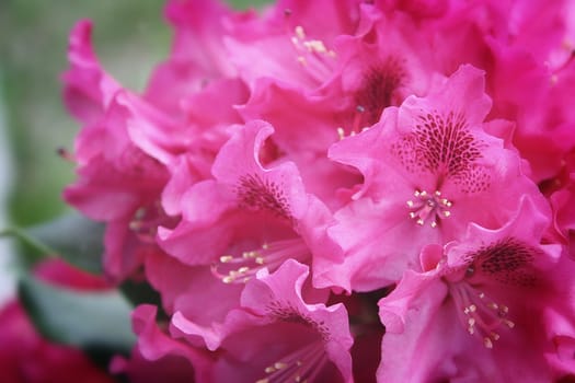 Closeup on a Natural Pink Azalea Bloom