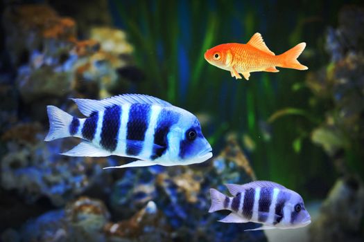 Small goldfish showing individuality as well as leadership