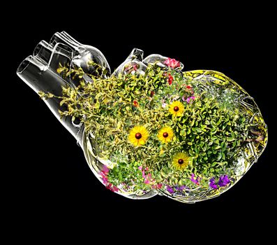 Healthy heart - illustration showing flowers and plants growing on human heart
