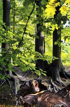 Bear lying on grass in the ancient forest