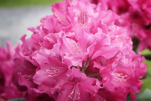 Closeup on a Natural Pink Azalea Bloom