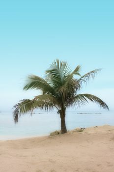 Palm Tree on a Tropical Beach