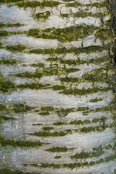 Tree bark texture, detailed closeup