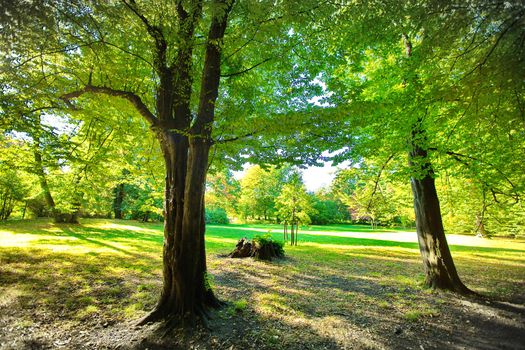 Park in fall time