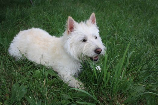 West Highland White Terrier Playing in Grass