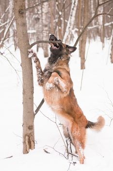 A belgian shepherd playing in snow
