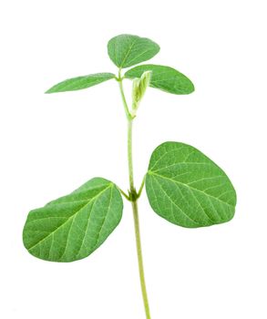 Soy plant isolated on white background