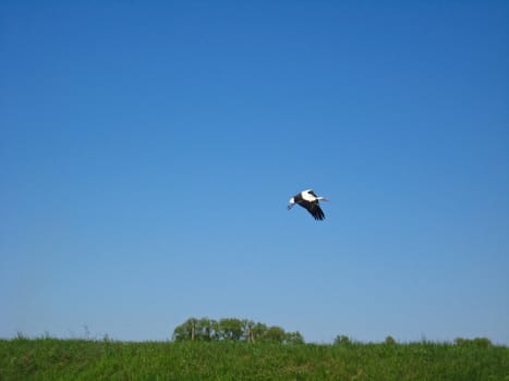 white stork flying above the field on a background of the blue sky