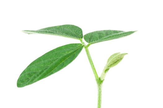 Soy plant isolated on white background