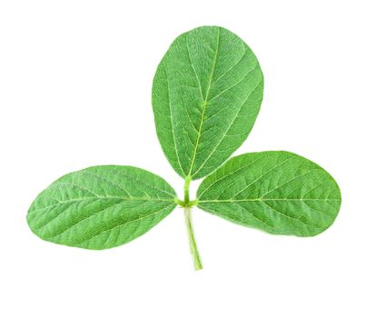 Soy leaf isolated on white background