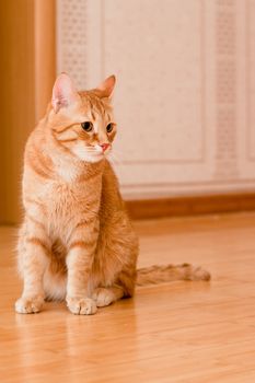 A young ginger tabby cat on the wooden floor
