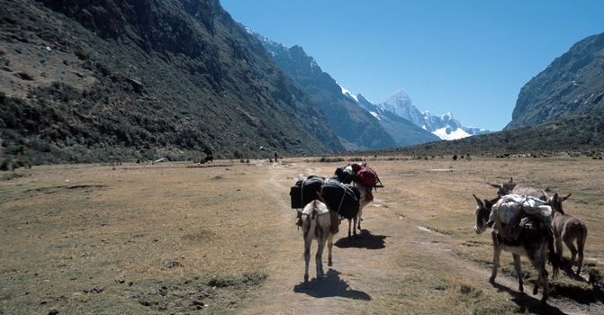 Pack donkeys carrying equipment in valley in Peru surrounded by Andes Mountains