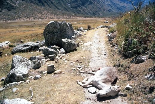 Dead donkey lying down a roadway through wilderness, between rocks and bushes, in Peru