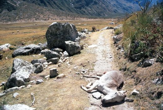 Dead donkey lying down a roadway through wilderness, between rocks and bushes, in Peru