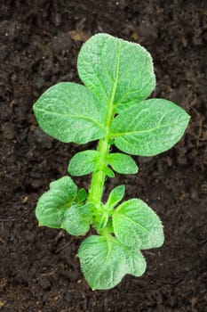 Young potato plant growing on the vegetable bed 