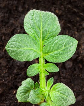 Young potato plant growing on the vegetable bed 