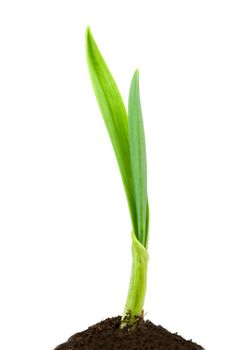 Garlic plant isolated on white