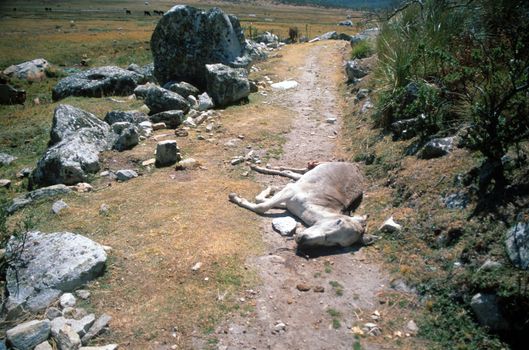 Dead horse lying down a roadway through wilderness, between rocks and bushes, in Peru