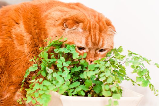 A scottish fold cat  eating of houseplants on white
