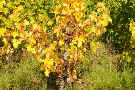 yellow vines with ripe Riesling grapes in october