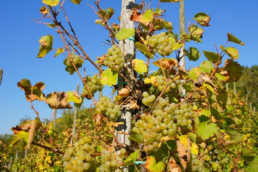 ripe Riesling grapes on the vine