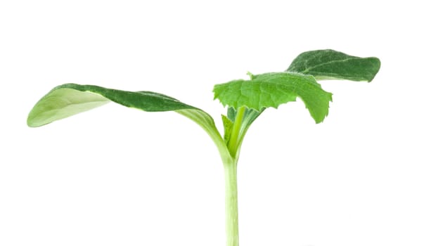 Pumpkin seedling on white background