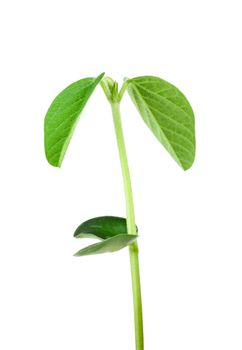 Soy plant isolated on white background